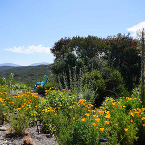 Brymal Plants Restores Native Habitat at Airbnb